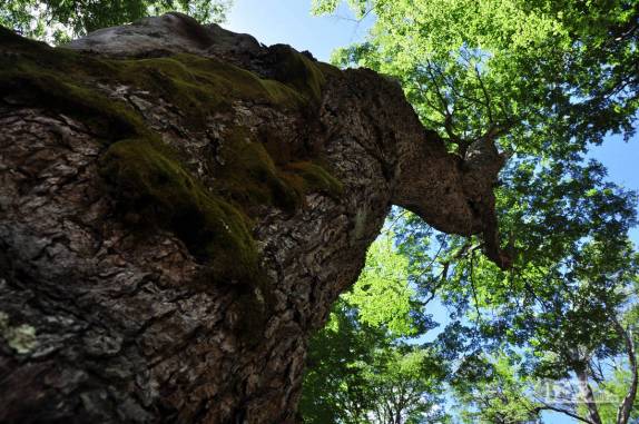 Árvore centenátia em bosque na trilha para o Refúgio San Martín, no lago Jakob, na região de Bariloche, na Argentina